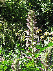 Bear's Breeches (Acanthus spinosus) at Echter's Nursery & Garden Center