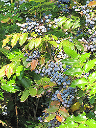 Oregon Grape (Mahonia aquifolium) at Echter's Nursery & Garden Center