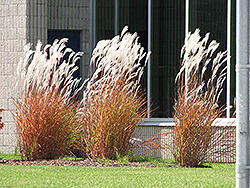 Flame Grass (Miscanthus sinensis 'Purpurascens') at Echter's Nursery & Garden Center