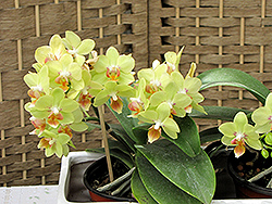 Hybrid Moth Orchid (Phalaenopsis x hybrida) at Echter's Nursery & Garden Center