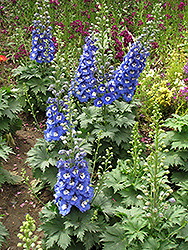 Magic Fountains Blue White Bee Larkspur (Delphinium 'Magic Fountains Blue White Bee') at Echter's Nursery & Garden Center