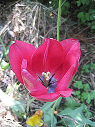 Apeldoorn Tulip (Tulipa 'Apeldoorn') at Echter's Nursery & Garden Center