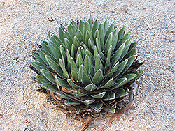 Queen Victoria Agave (Agave victoriae-reginae) at Echter's Nursery & Garden Center