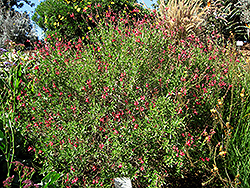 Autumn Sage (Salvia greggii) at Echter's Nursery & Garden Center