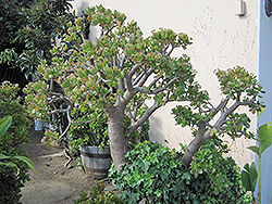 Jade Plant (Crassula ovata) at Echter's Nursery & Garden Center