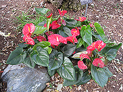 Anthurium (Anthurium andraeanum) at Echter's Nursery & Garden Center