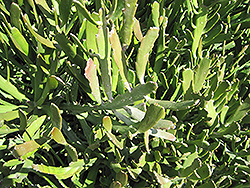 Milk Bush (Euphorbia xylophylloides) at Echter's Nursery & Garden Center