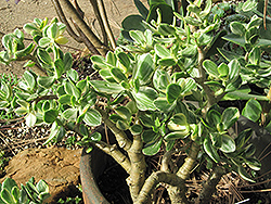 Variegated Jade Plant (Crassula ovata 'Variegata') at Echter's Nursery & Garden Center