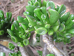 Gollum Jade Plant (Crassula ovata 'Gollum') at Echter's Nursery & Garden Center