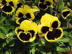 Delta Yellow With Blotch Pansy (Viola x wittrockiana 'Delta Yellow With Blotch') at Echter's Nursery & Garden Center