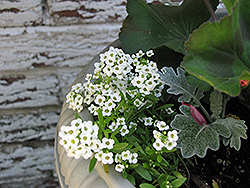 White Alyssum (Lobularia maritima 'Alba') at Echter's Nursery & Garden Center
