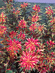 Summer Poinsettia (Amaranthus tricolor) at Echter's Nursery & Garden Center