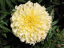 Vanilla Marigold (Tagetes erecta 'Vanilla') at Echter's Nursery & Garden Center