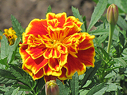 Safari Scarlet Marigold (Tagetes patula 'Safari Scarlet') at Echter's Nursery & Garden Center