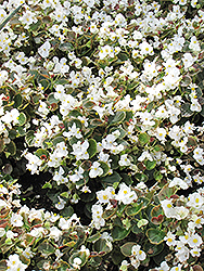 Bada Boom White Begonia (Begonia 'Bada Boom White') at Echter's Nursery & Garden Center