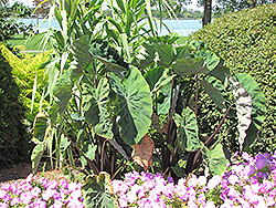 Black Stem Elephant Ear (Colocasia fontanesii) at Echter's Nursery & Garden Center