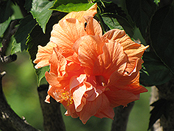 Double Orange Hibiscus (Hibiscus rosa-sinensis 'Double Orange') at Echter's Nursery & Garden Center