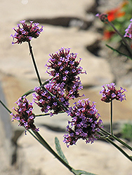 Tall Verbena (Verbena bonariensis) at Echter's Nursery & Garden Center