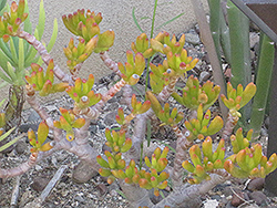 Gollum Jade Plant (Crassula ovata 'Gollum') at Echter's Nursery & Garden Center