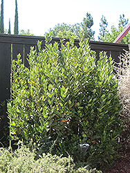 Sweet Bay (shrub form) (Laurus nobilis '(shrub form)') at Echter's Nursery & Garden Center