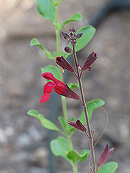 Autumn Sage (Salvia greggii) at Echter's Nursery & Garden Center