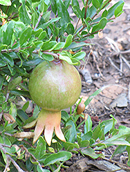 Dwarf Pomegranate (Punica granatum 'Nana') at Echter's Nursery & Garden Center