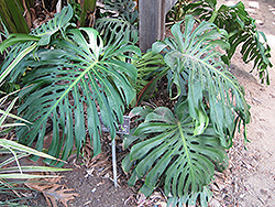 Monstera Deliciosa Plant (Monstera deliciosa) at Echter's Nursery & Garden Center