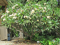 Common Frangipani (Plumeria rubra var. acutifolia) at Echter's Nursery & Garden Center