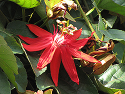 Crimson Passion Flower (Passiflora vitifolia) at Echter's Nursery & Garden Center