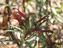Mexican Cardinal Flower (Lobelia laxiflora) at Echter's Nursery & Garden Center
