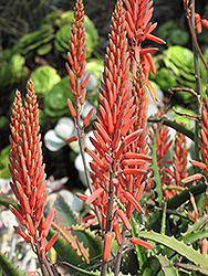 Aloe Vera (Aloe vera) at Echter's Nursery & Garden Center