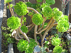 Giant Velvet Rose (Aeonium canariense) at Echter's Nursery & Garden Center