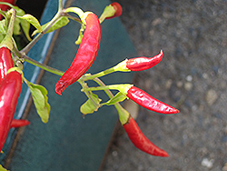 Thai Super Chili Pepper (Capsicum annuum 'Thai Super Chili') at Echter's Nursery & Garden Center