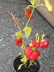 Pepperoncini (Capsicum annuum 'Pepperoncini') at Echter's Nursery & Garden Center
