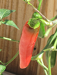 Serrano Hot Pepper (Capsicum annuum 'Serrano') at Echter's Nursery & Garden Center