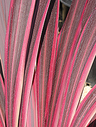 Electric Pink Cordyline (Cordyline banksii 'Sprilecpink') at Echter's Nursery & Garden Center