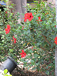 Brilliant Hibiscus (Hibiscus rosa-sinensis 'Brilliant') at Echter's Nursery & Garden Center