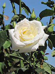 Honor Rose (Rosa 'Honor') at Echter's Nursery & Garden Center