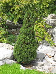 Jean's Dilly Spruce (Picea glauca 'Jean's Dilly') at Echter's Nursery & Garden Center