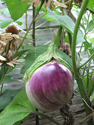 Rosa Bianca Eggplant (Solanum melongena 'Rosa Bianca') at Echter's Nursery & Garden Center