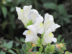 Montego White Snapdragon (Antirrhinum majus 'Montego White') at Echter's Nursery & Garden Center