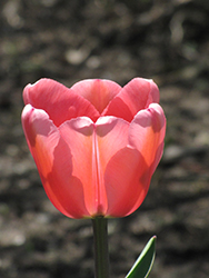 Apeldoorn Tulip (Tulipa 'Apeldoorn') at Echter's Nursery & Garden Center