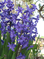 Blue Jacket Hyacinth (Hyacinthus orientalis 'Blue Jacket') at Echter's Nursery & Garden Center