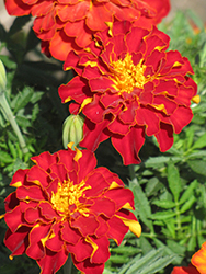 Safari Red Marigold (Tagetes patula 'Safari Red') at Echter's Nursery & Garden Center