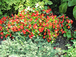Bada Bing Scarlet Begonia (Begonia 'Bada Bing Scarlet') at Echter's Nursery & Garden Center