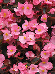 Bada Boom Pink Begonia (Begonia 'Bada Boom Pink') at Echter's Nursery & Garden Center