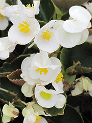 Bada Boom White Begonia (Begonia 'Bada Boom White') at Echter's Nursery & Garden Center