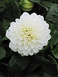 Dahlinova Hypnotica White Dahlia (Dahlia 'Hypnotica White') at Echter's Nursery & Garden Center