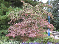 Chinese Dogwood (Cornus kousa) at Echter's Nursery & Garden Center