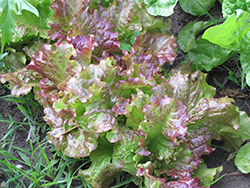 Red Salad Bowl Lettuce (Lactuca sativa var. crispa 'Red Salad Bowl') at Echter's Nursery & Garden Center